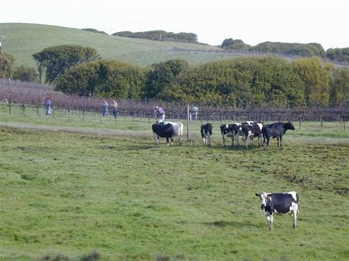 Point Reyes Vineyard Inn Thành phố California Ngoại thất bức ảnh