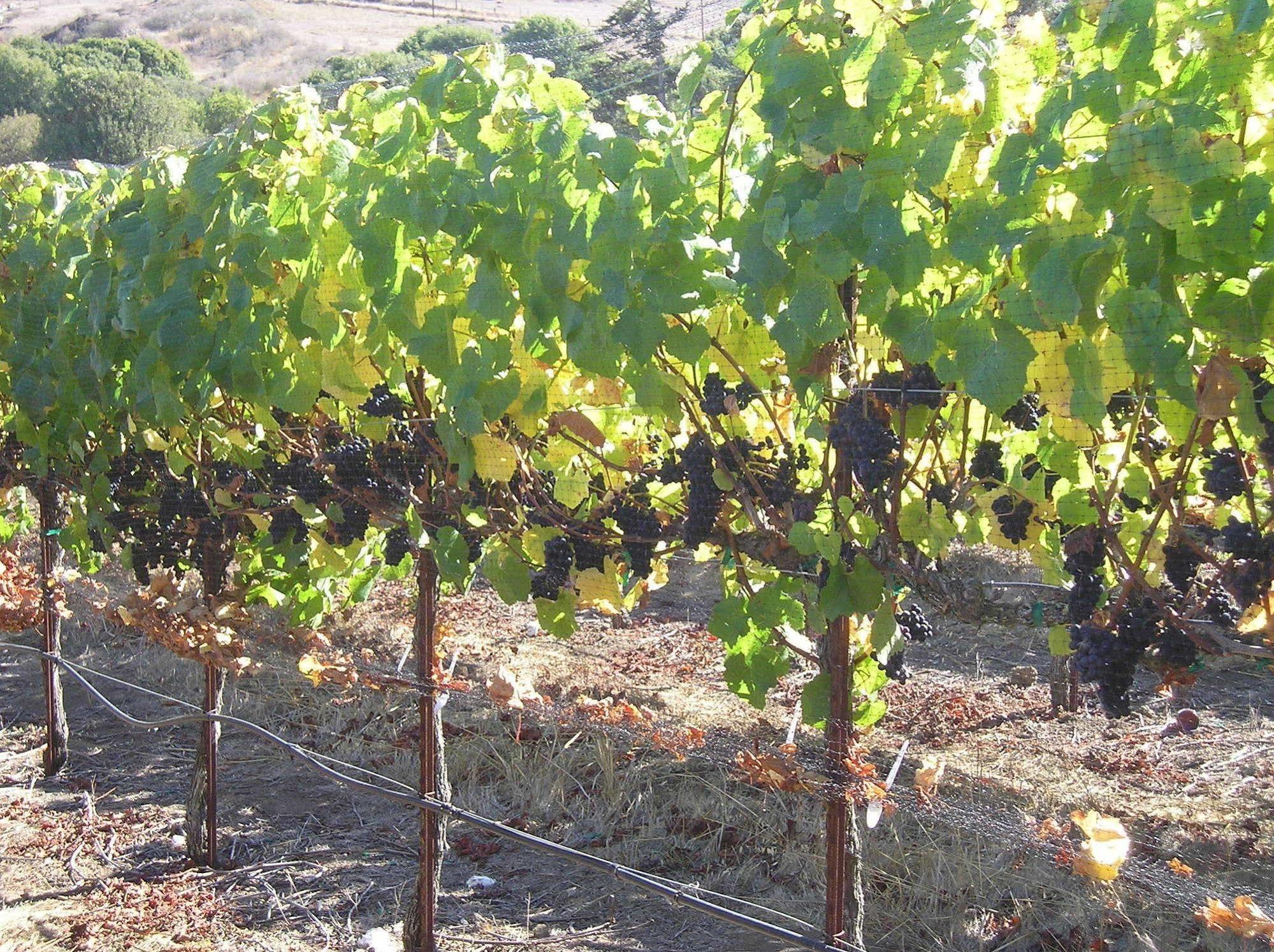 Point Reyes Vineyard Inn Thành phố California Ngoại thất bức ảnh